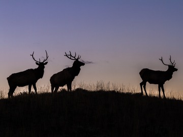 Wildlife and Wildlands in Yellowstone National Park (1-6 people)