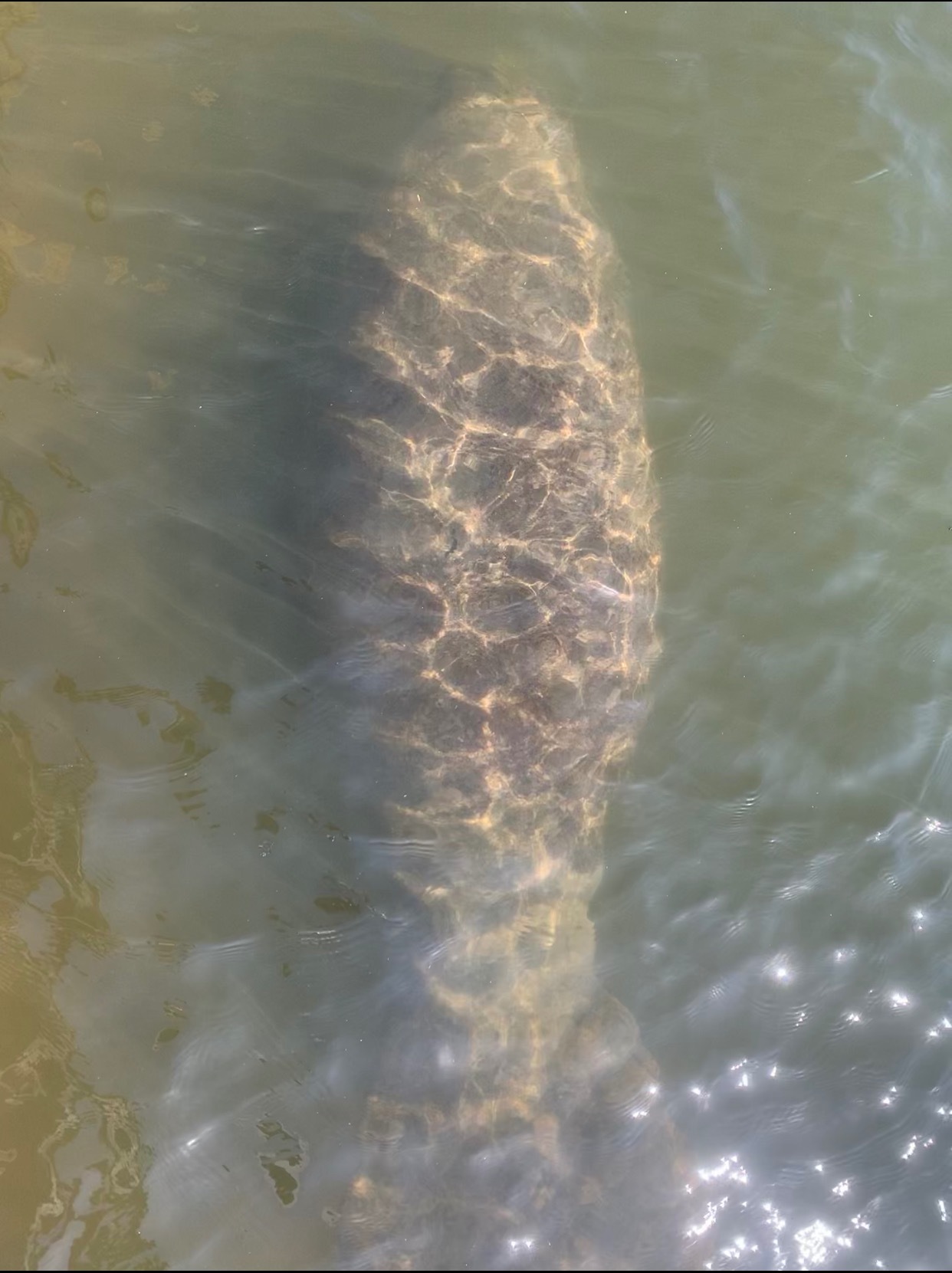 Custom Manatee Experience Cocoa Beach or Merritt Island