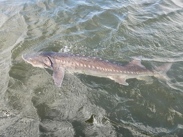 Catch and Release Sturgeon