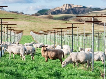 Vineyard Walk and Wine Tasting