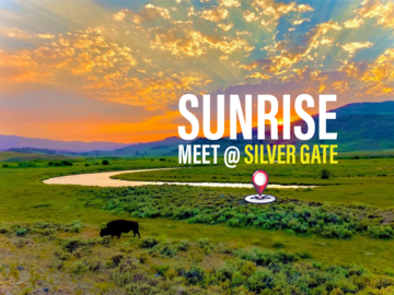 Sunrise Wildlife Tour (Meet in Silver Gate)