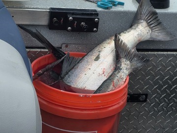Summer Ocean Salmon Fishing (Private Boat)