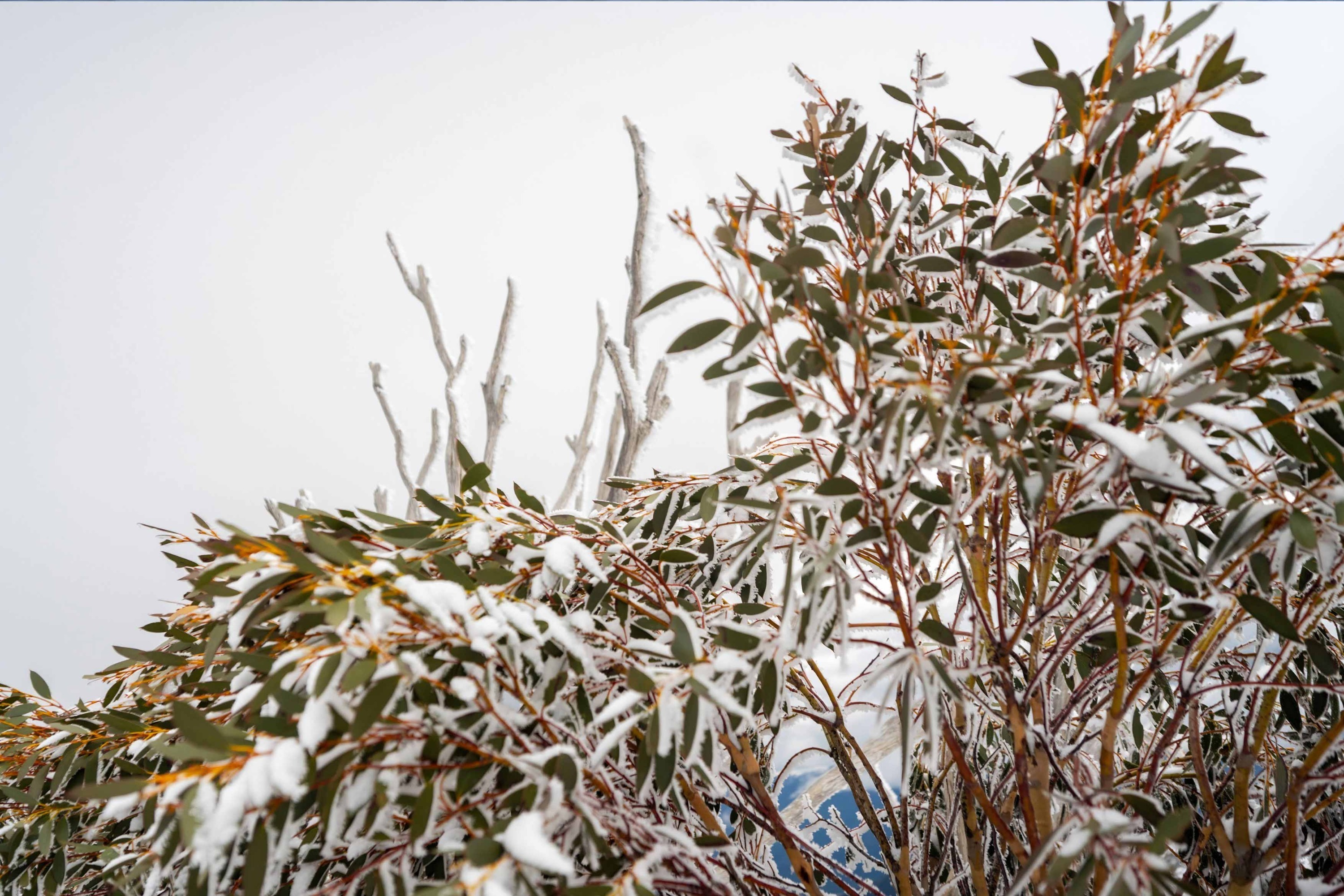Snow gums above Dead Horse Gap — K7 x POW Community Day